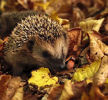 Igel in Blätterhaufen
